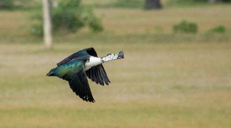 Comb Duck