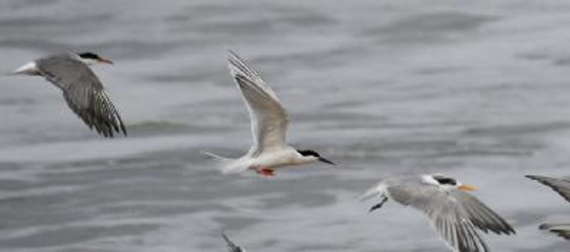 Roseate Tern