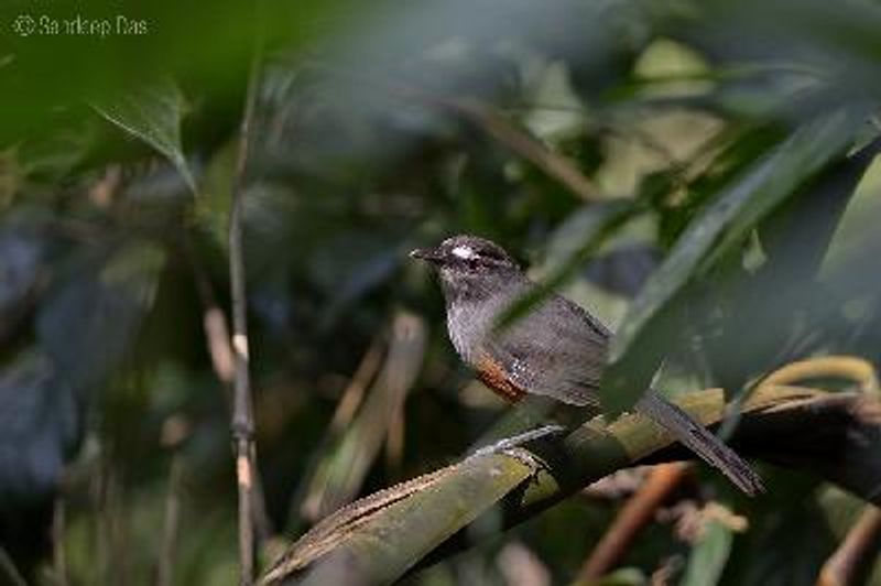 Travancore Laughingthrush