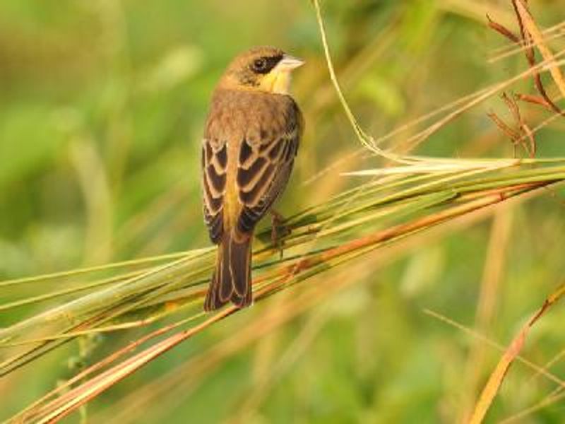 Black headed Bunting
