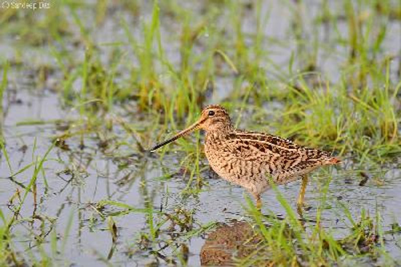 Pintail Snipe