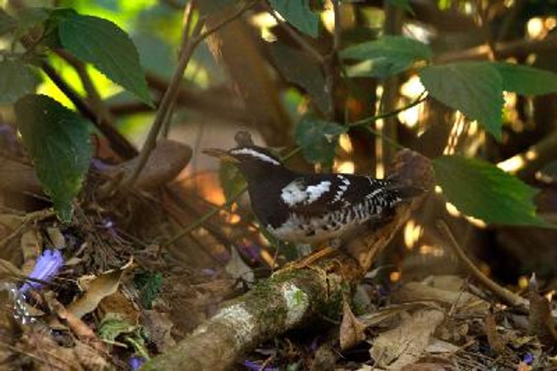 Pied Thrush