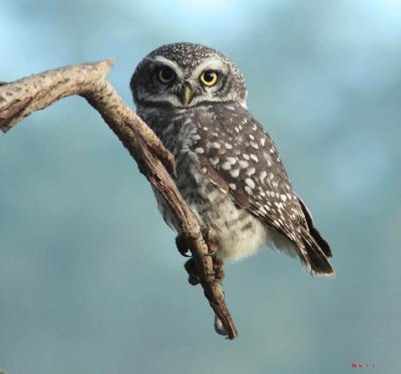 Spotted Owlet