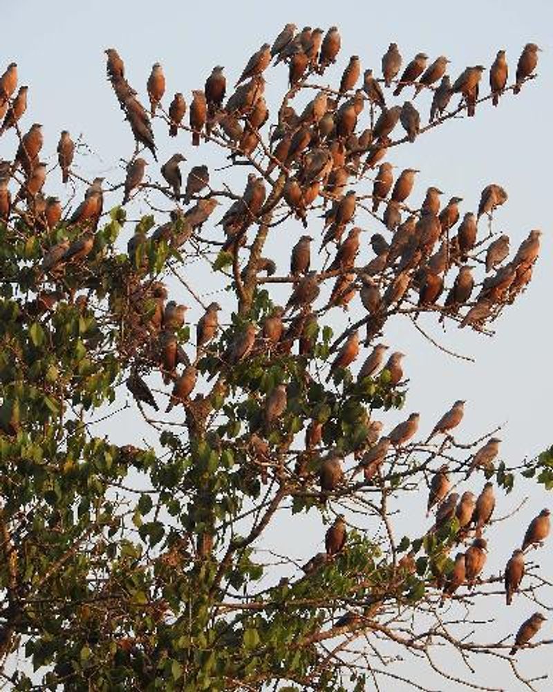 Chestnut tailed Starling