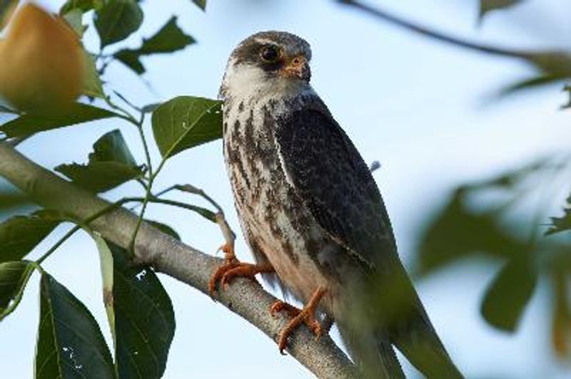 Amur Falcon
