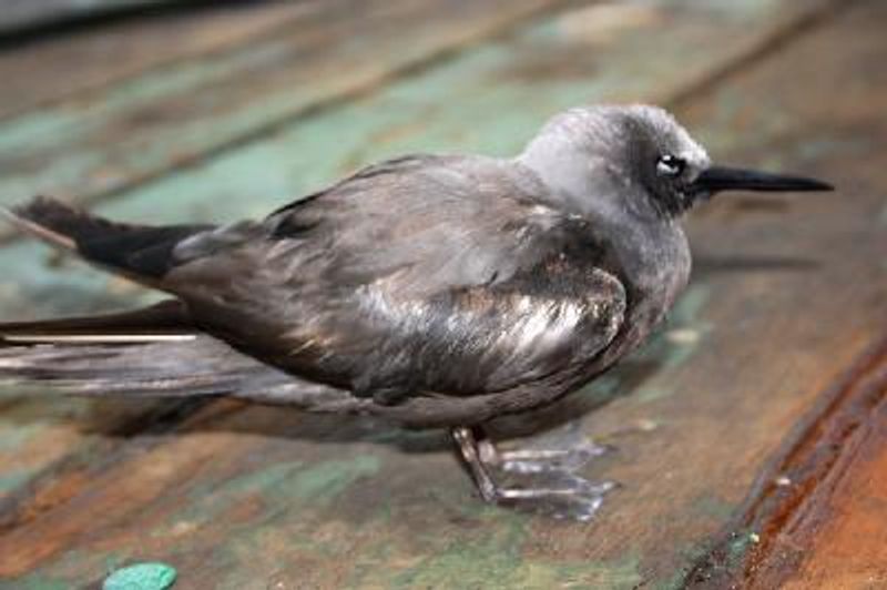 Lesser Noddy