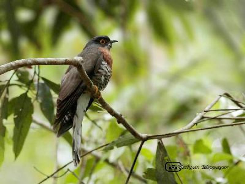 Large Hawk Cuckoo