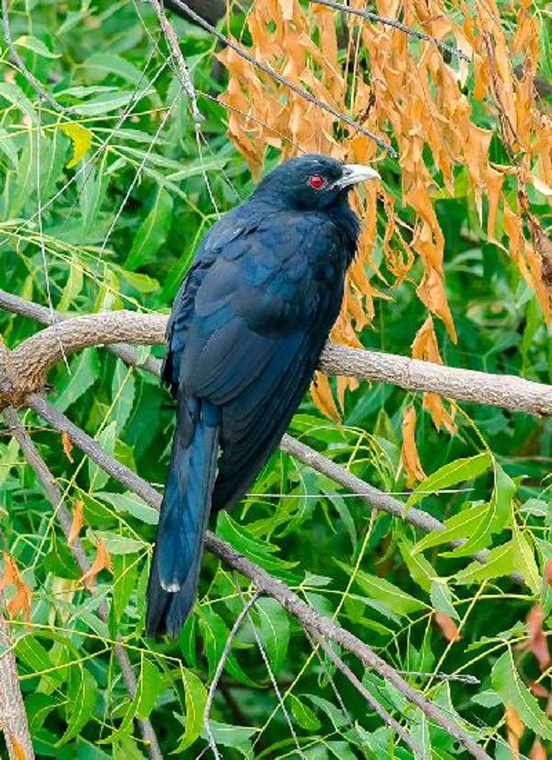 Asian Koel