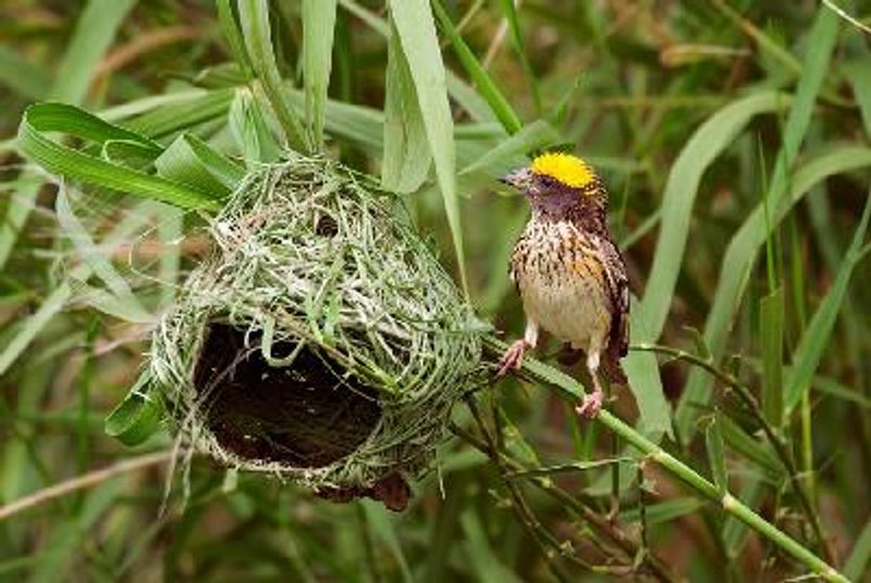 Baya Weaver