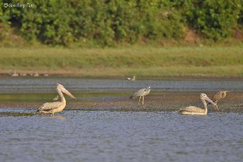 Spot billed Pelican