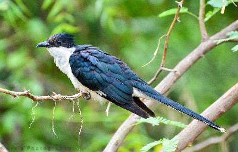 Pied Cuckoo