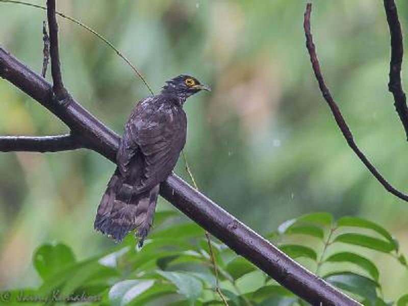 Large Hawk Cuckoo