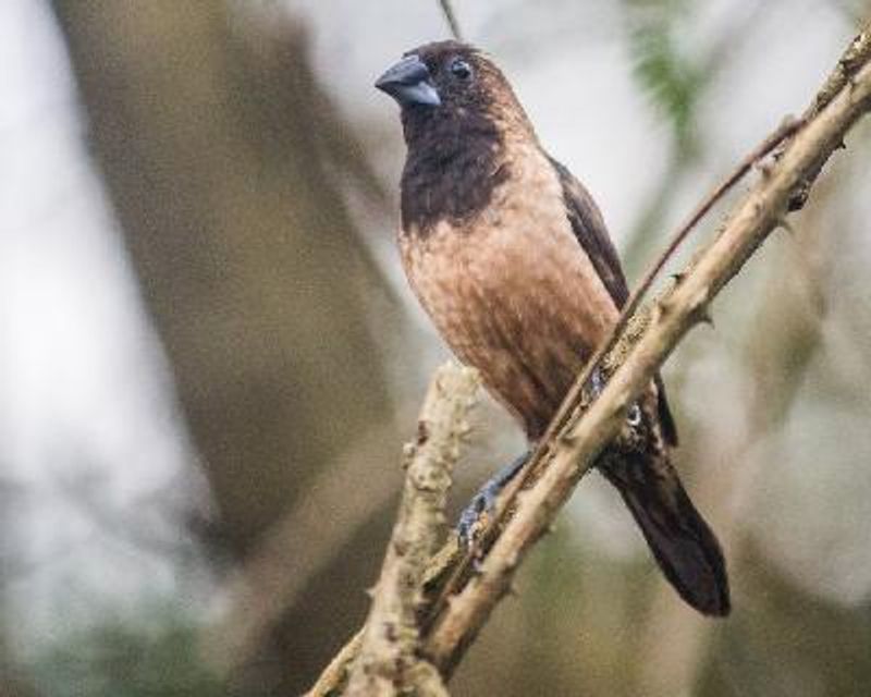 Black throated Munia
