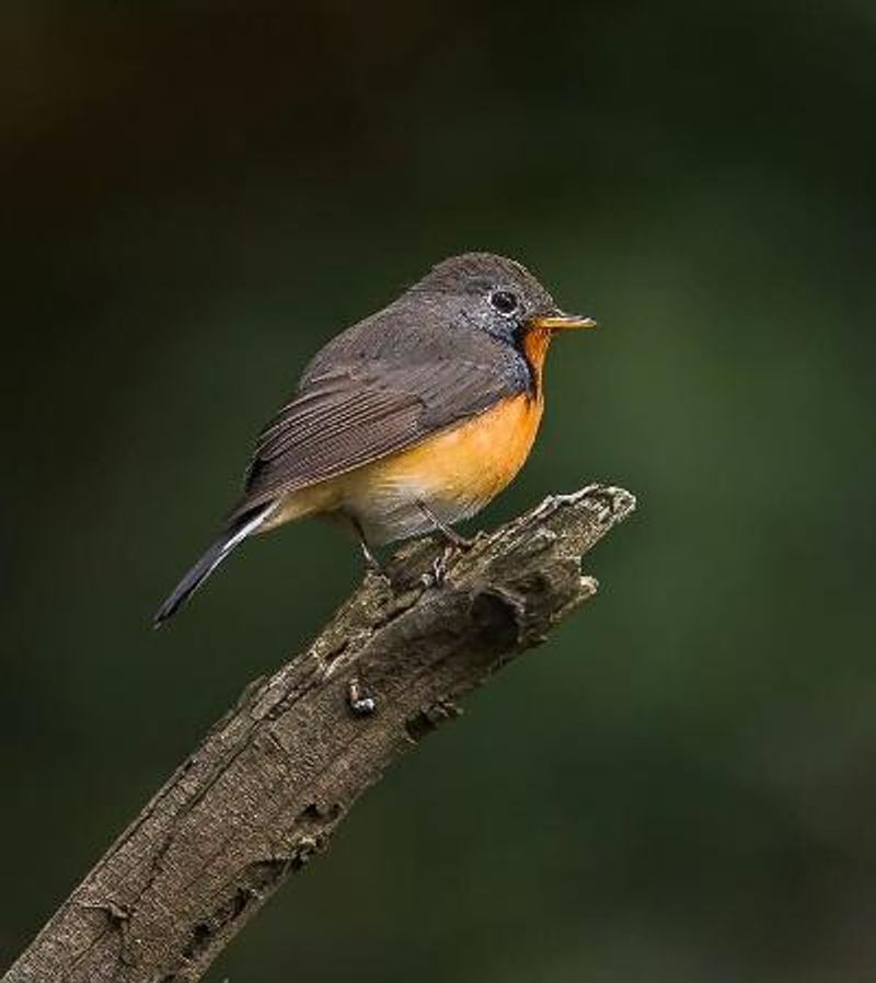 Kashmir Flycatcher