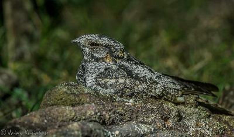 Jungle Nightjar