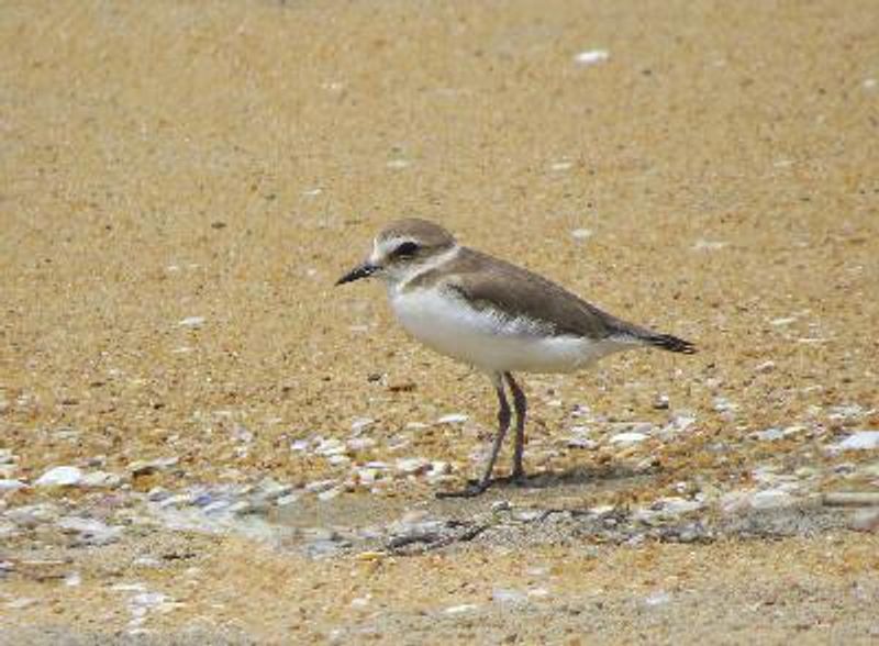 Kentish Plover