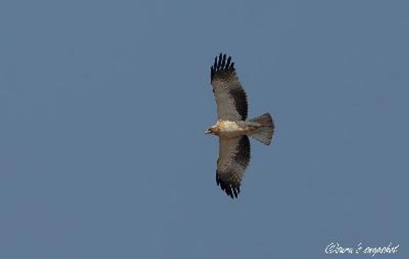 Booted Eagle