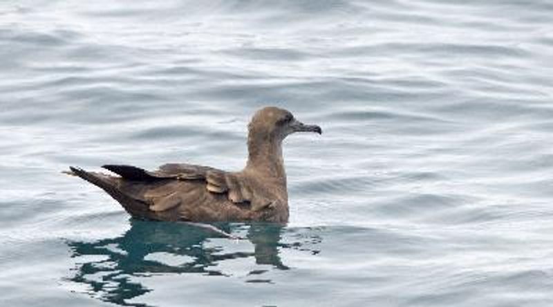 Wedge tailed Shearwater