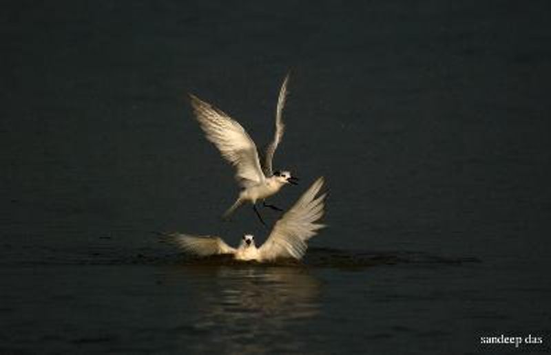 Whiskered Tern