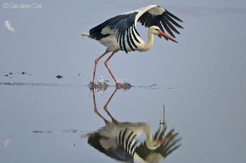 European White Stork
