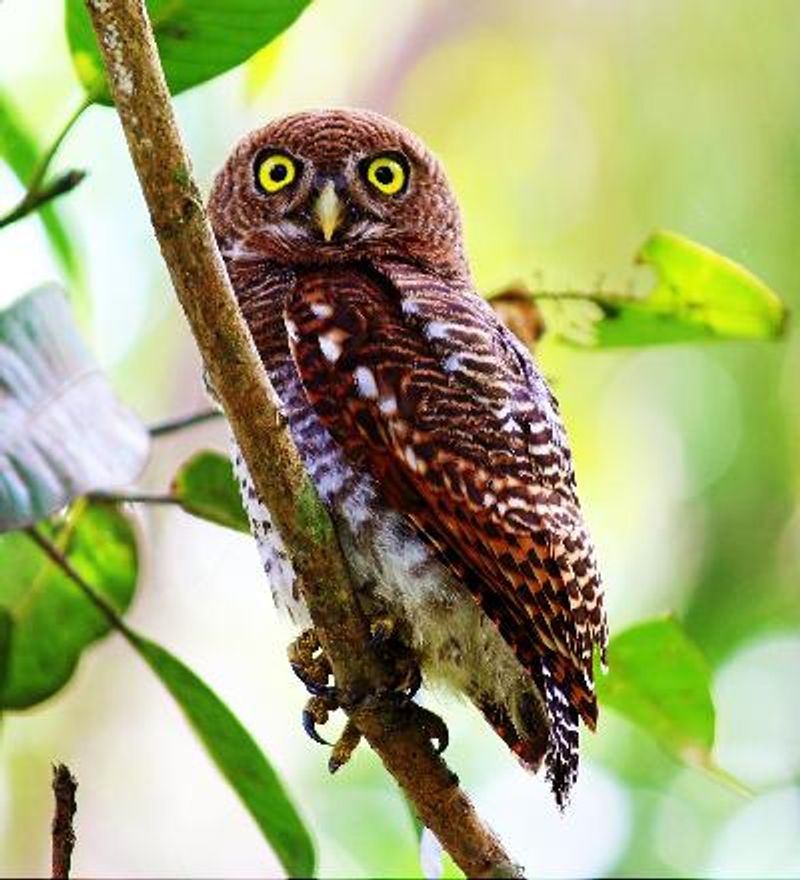 Jungle Owlet