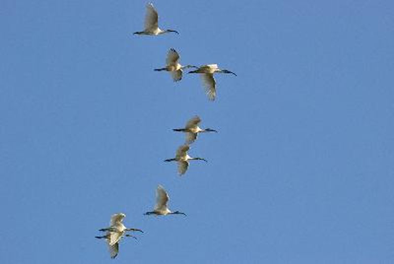 Black headed Ibis