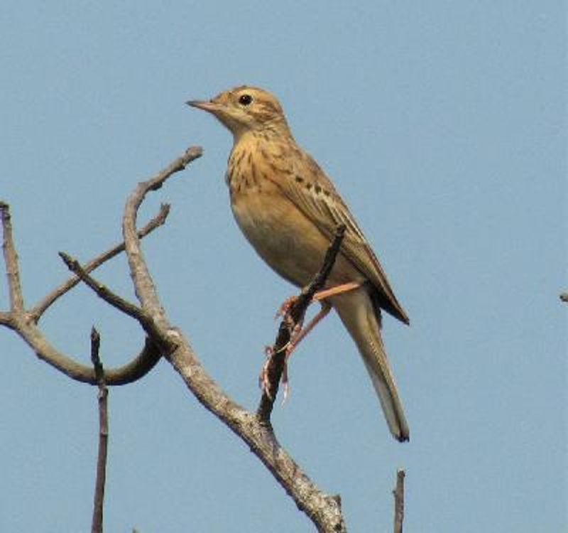 Blyth's Pipit
