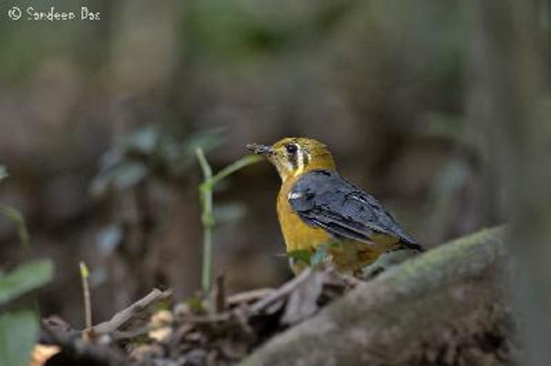 Orange headed Thrush