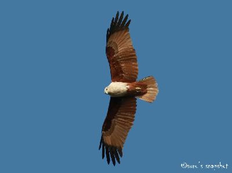 Brahminy Kite
