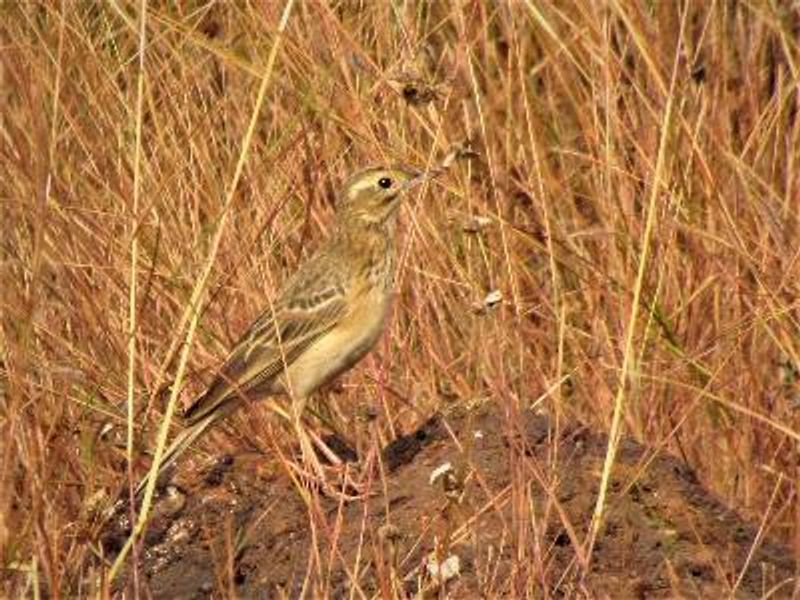 Blyth's Pipit