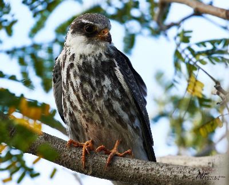 Amur Falcon