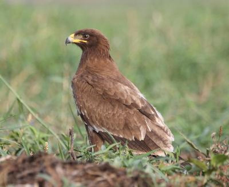 Indian Spotted Eagle