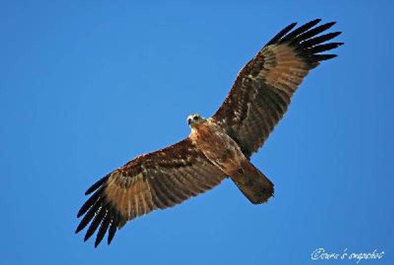 Brahminy Kite