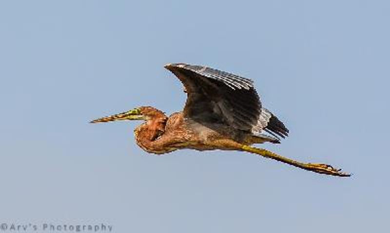 Purple Heron