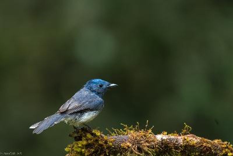 Black naped Monarch