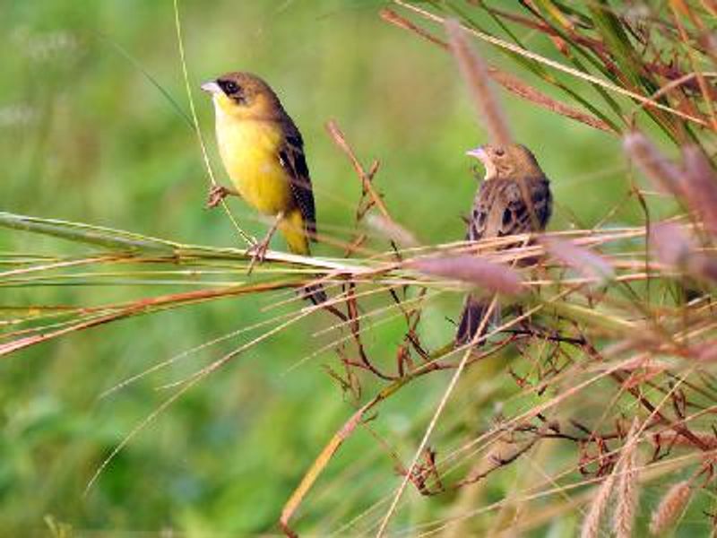 Black headed Bunting
