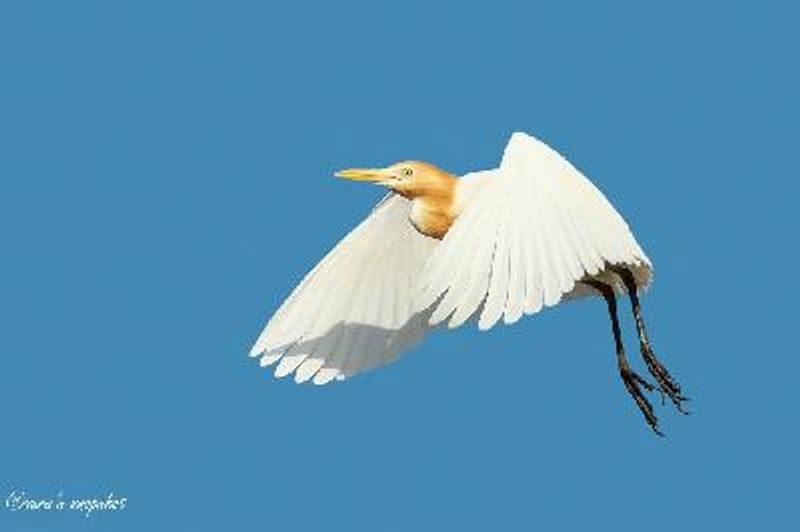 Cattle Egret