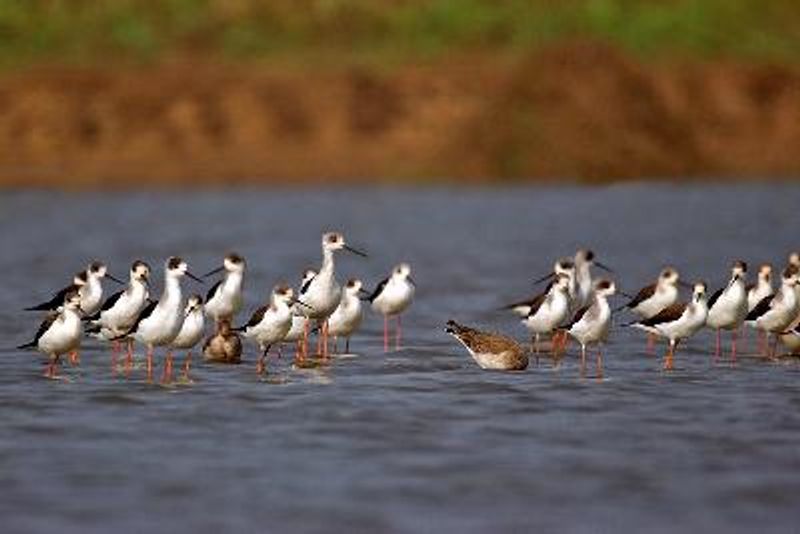 Black winged Stilt