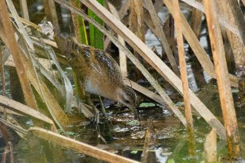 Baillon's Crake