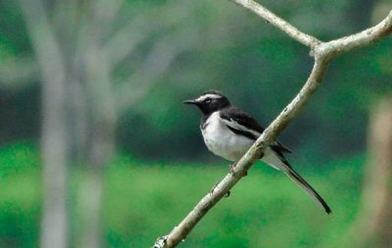 White browed Wagtail