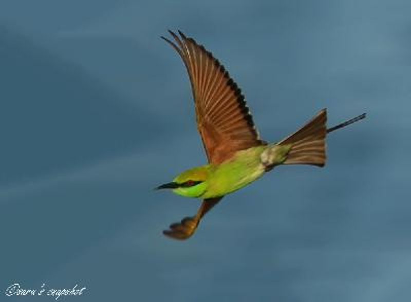 Green Bee eater