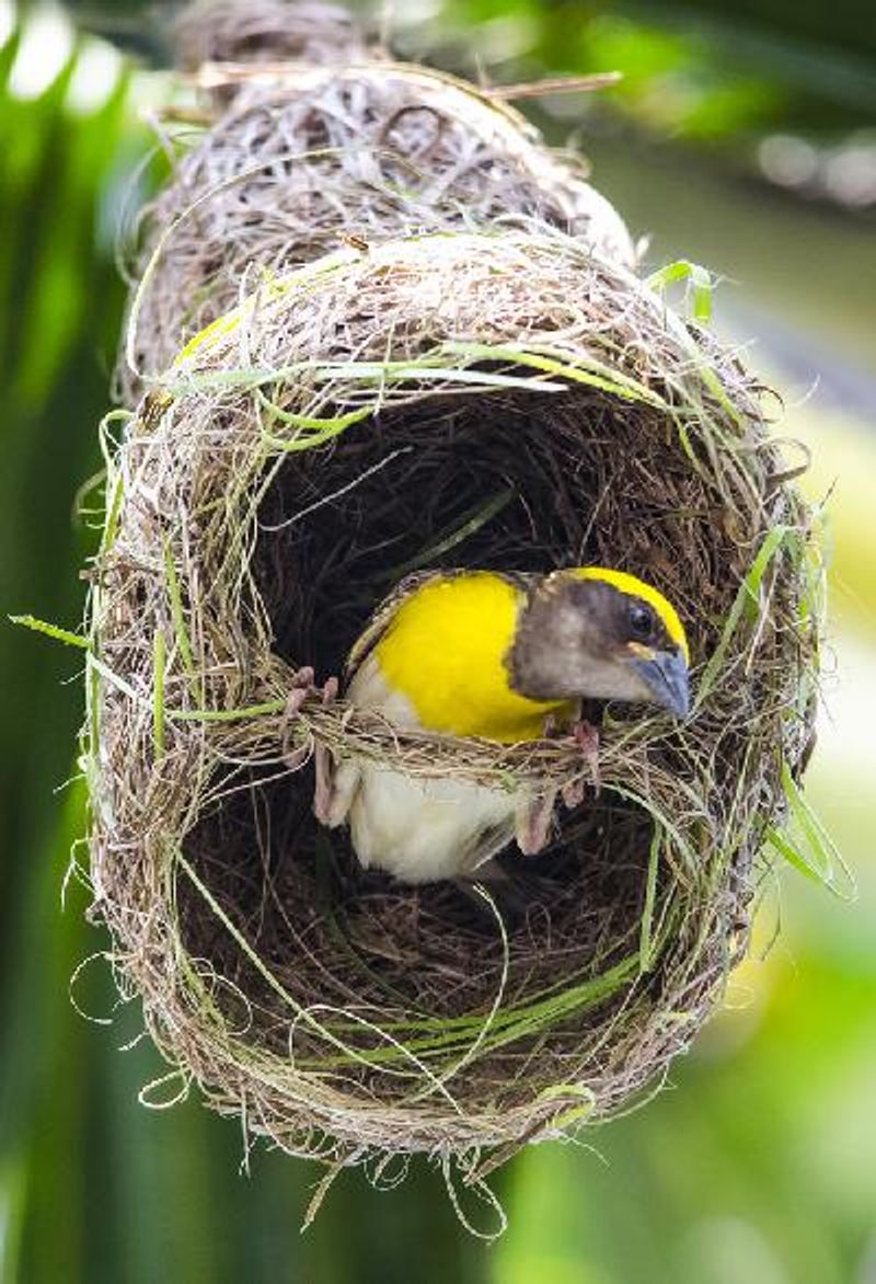Baya Weaver
