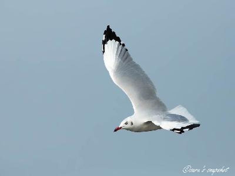 Brown headed Gull