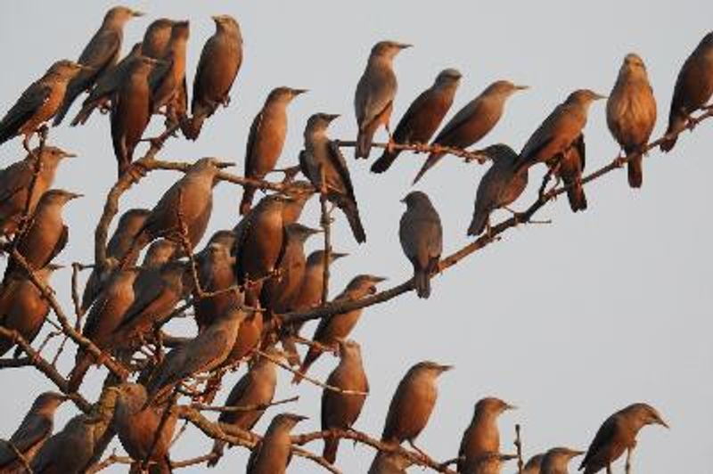 Chestnut tailed Starling