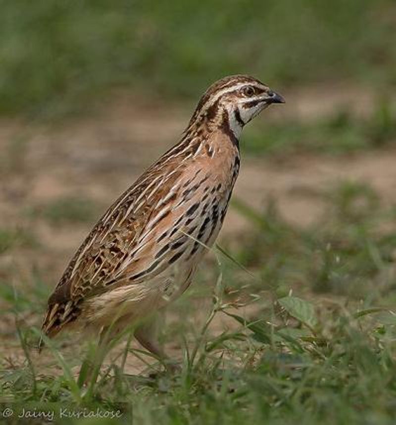 Rain Quail