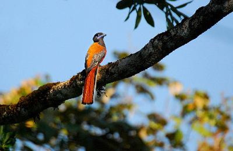 Malabar Trogon