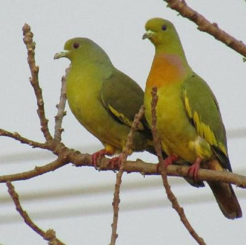 Orange breasted Green Pigeon