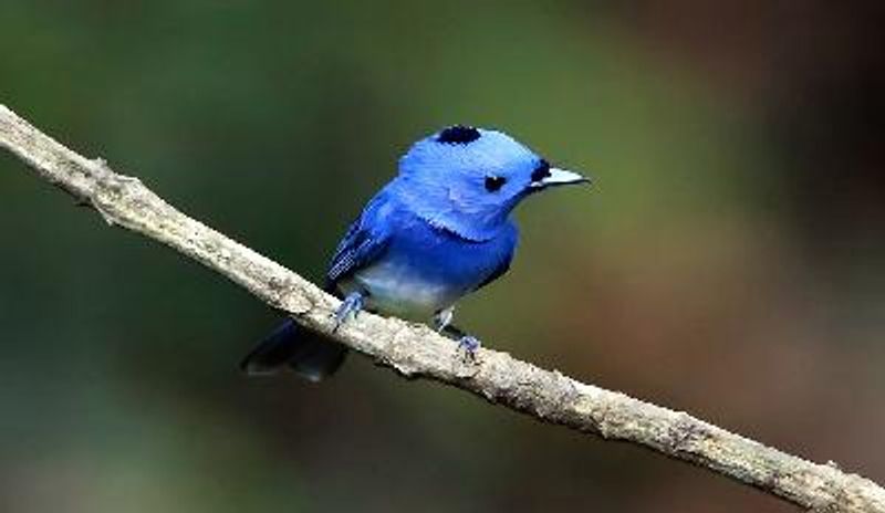 Black naped Monarch