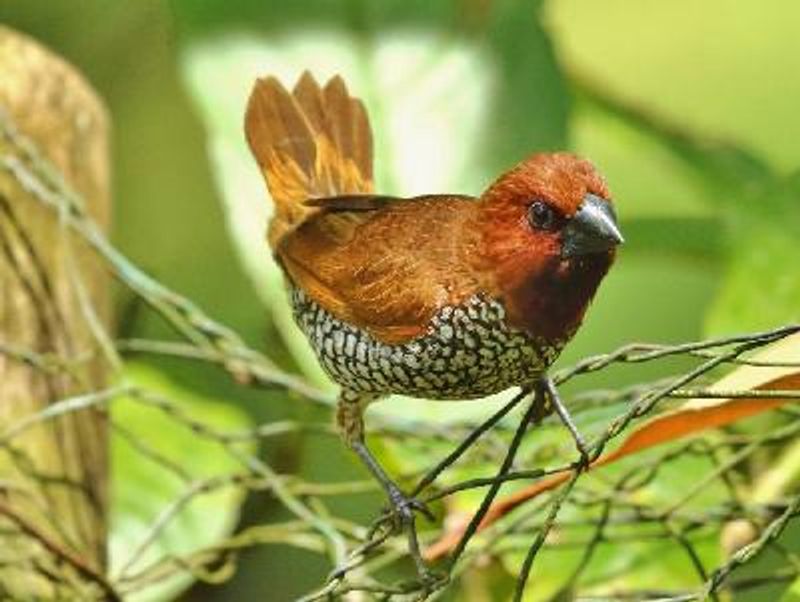 Scaly breasted Munia