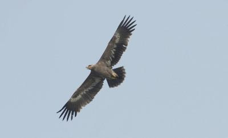 Steppe Eagle